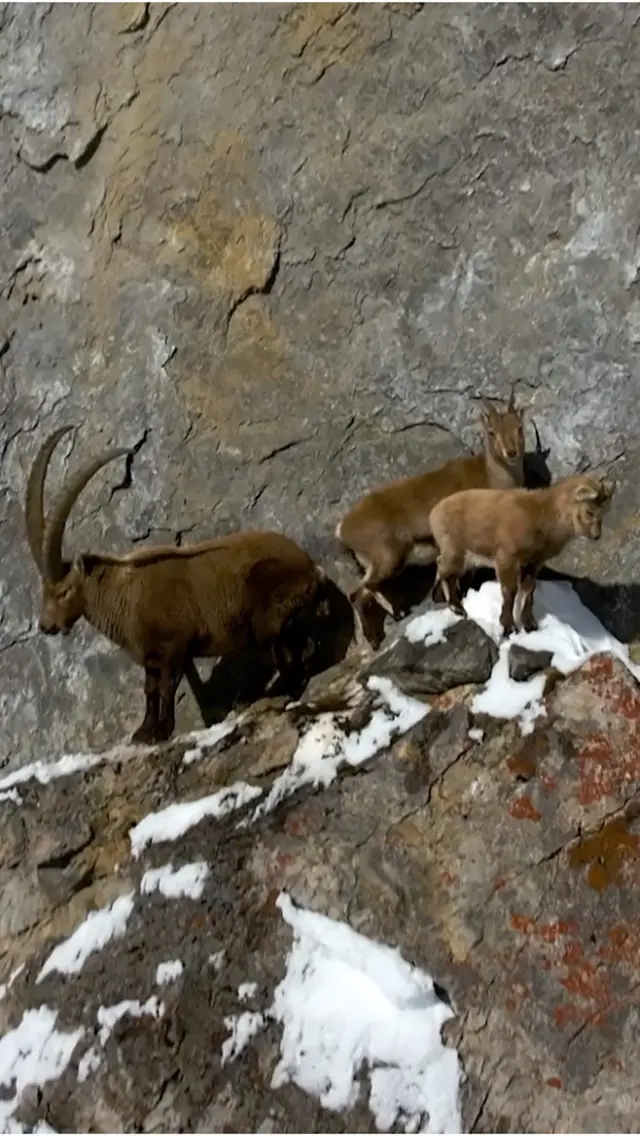 This was probably my luckiest drone flight so far.
After discovering this mountain bocks family in the far, I approached them very slowly to see their reaction.
Since they only showed interest and eagerness, but no sign of scare, I could get close enough to get this shot, without risking them to start running / falling off the cliff.

#wildlife #capricorn #steinbock #austria #arlberg #nationalgeographic #wildlifephotography #drone #nature #winter #snow #animals  #dji #fpv #cliffs #animallovers #dronelife #dronephotography @natgeoyourshot @natgeo @djiglobal #alps #adventure #mountains #discover #cubs #animalfamily #wildanimals #outdooradventures #outdoor #twp_wildlife